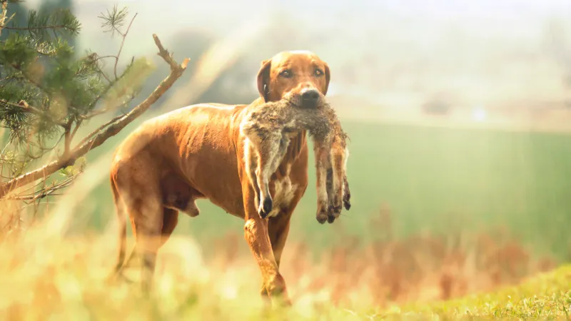 Rhodesian Ridgeback
