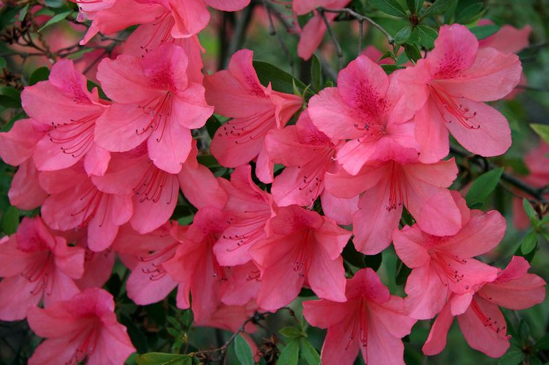 Rhododendron