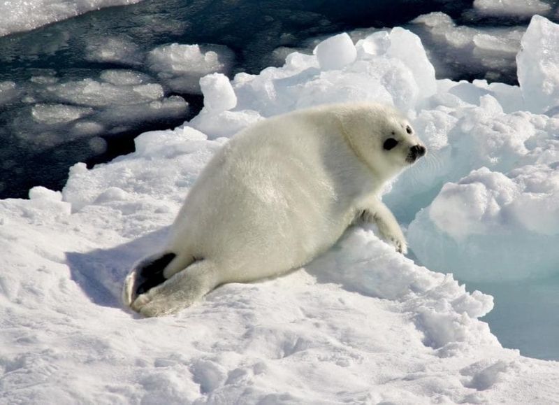 Ribbon Seal