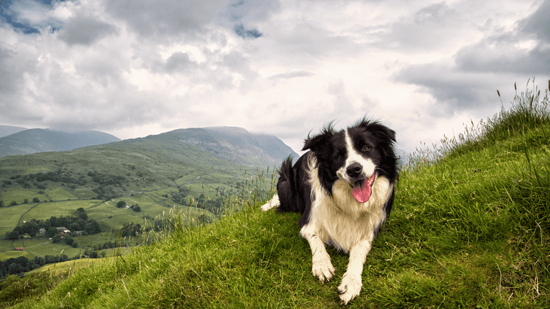 Riley - Border Collie