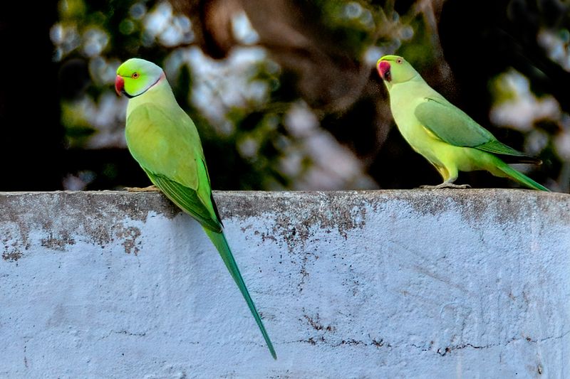Ring-necked Parakeets