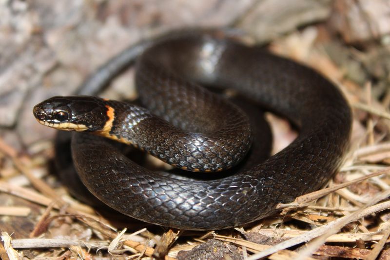 Ring-necked Snake