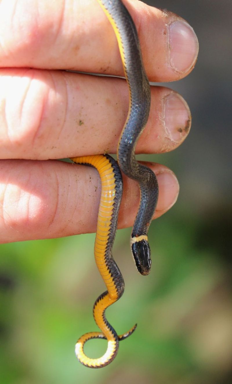 Ringneck Snake