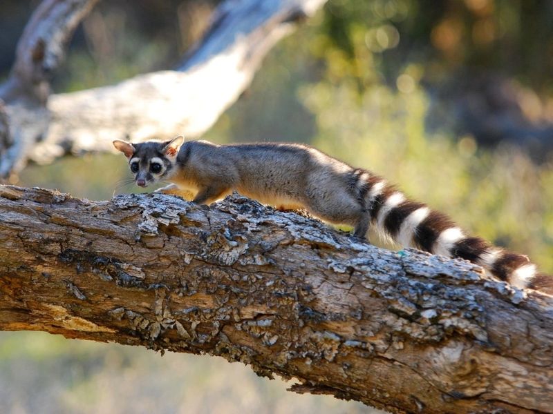 Ringtail Cat