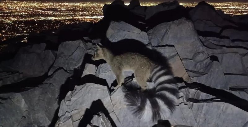 Ringtail Cat