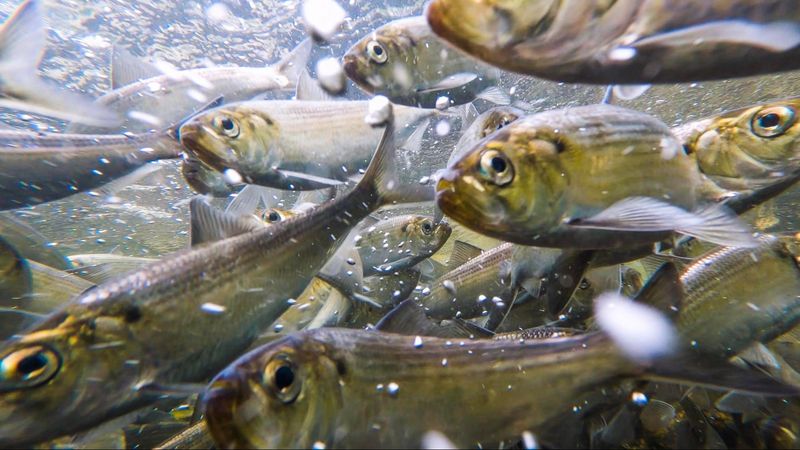 River Herring