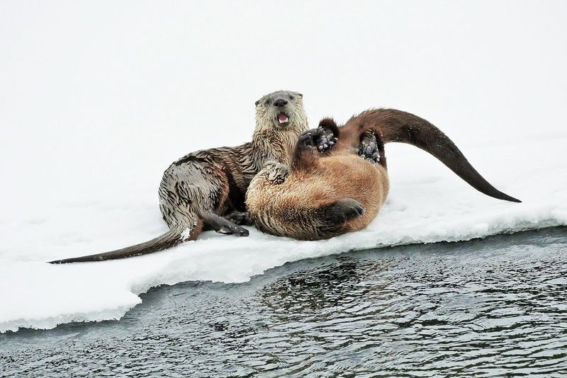 River Otter