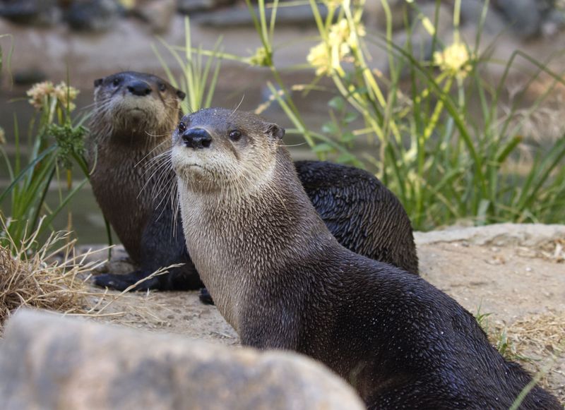 River Otter
