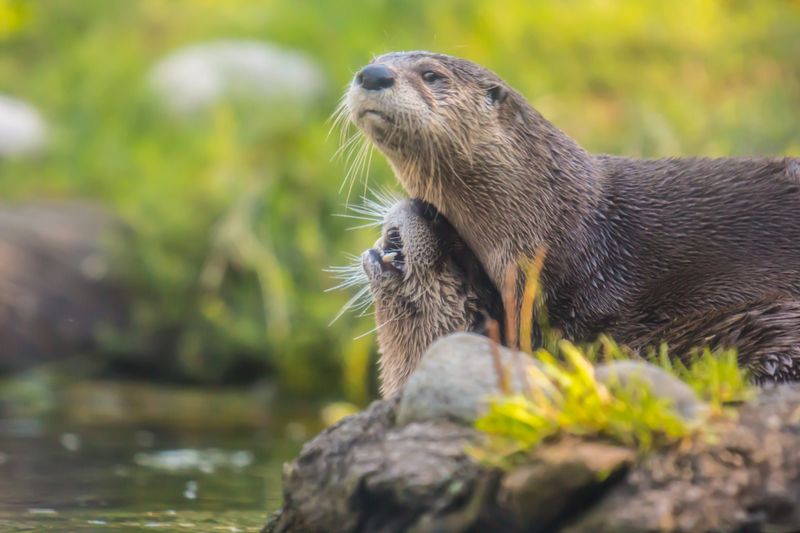 River Otter
