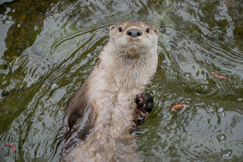 River Otter