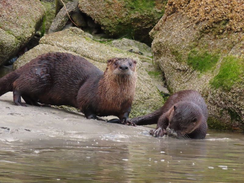 River Otter