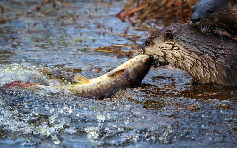 River Otter