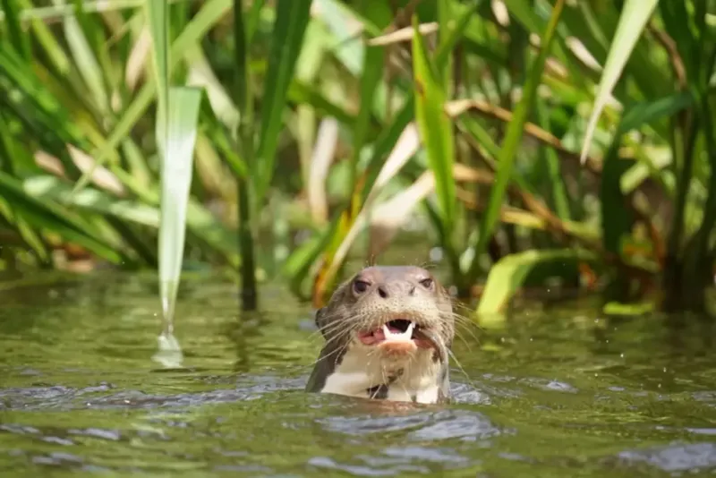 River Otter