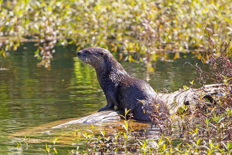 River Otters