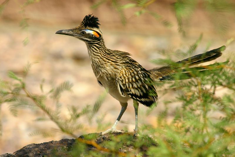 Roadrunner