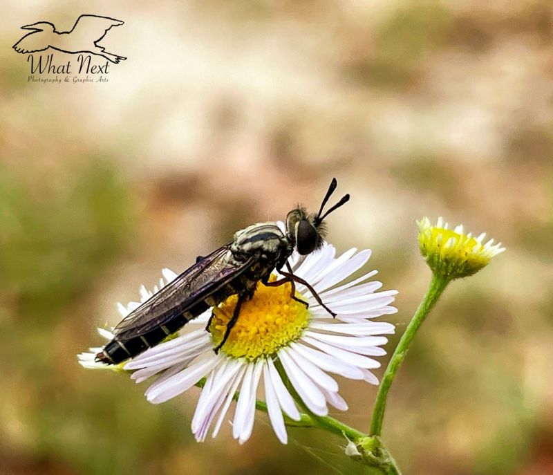 Robber Flies