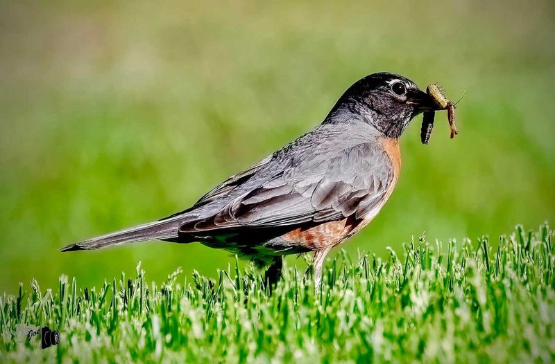Robins