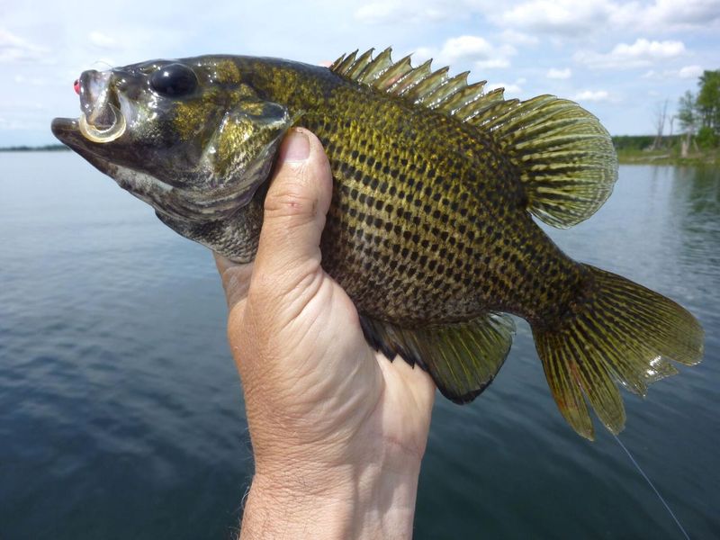 Rock Bass