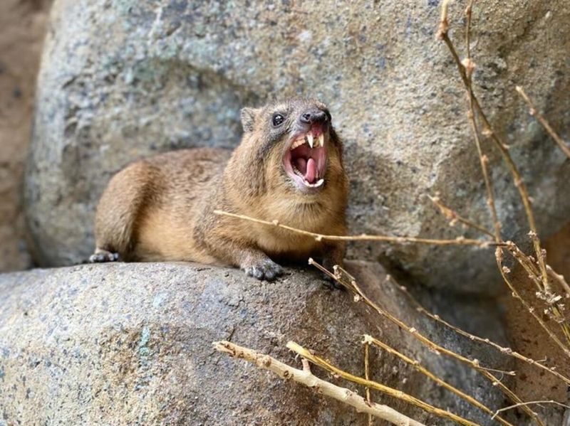 Rock Hyrax