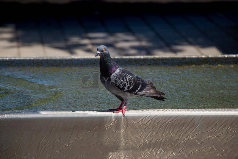 Rock Pigeon