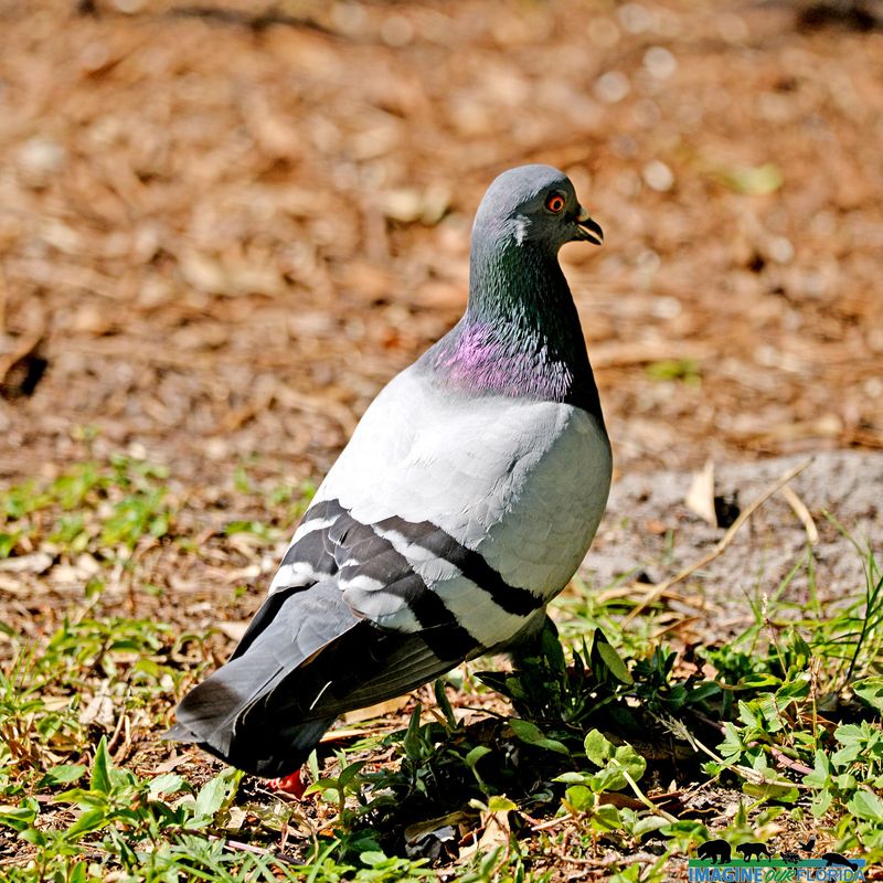 Rock Pigeons