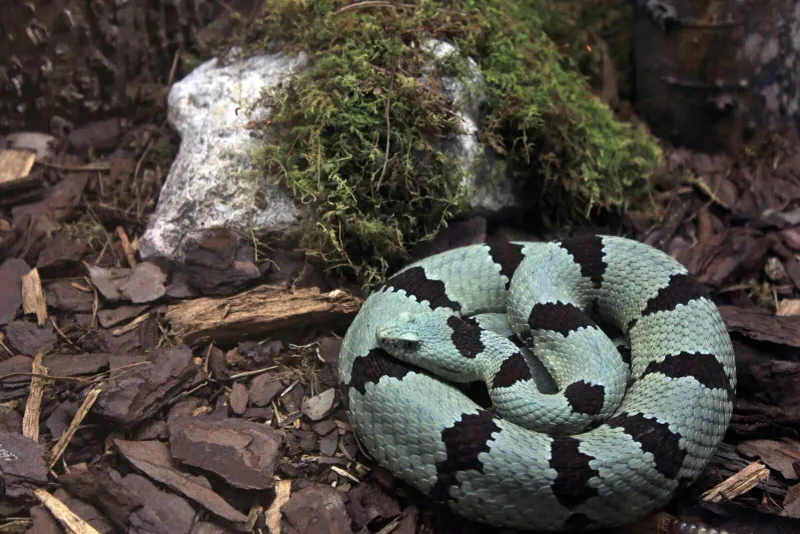 Rock Rattlesnake