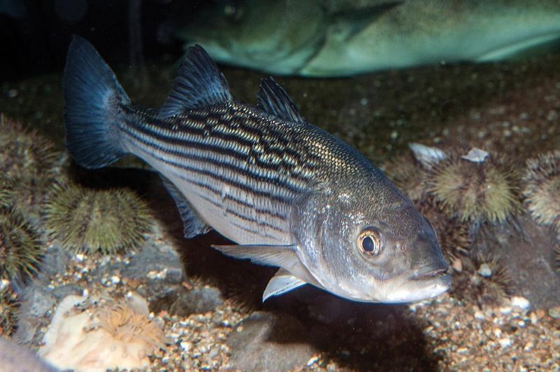 Rockfish (Striped Bass)
