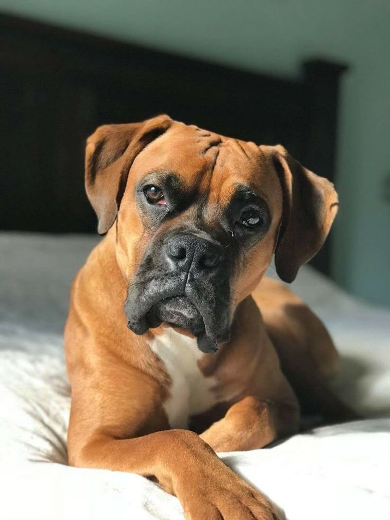 Rocky - Boxer