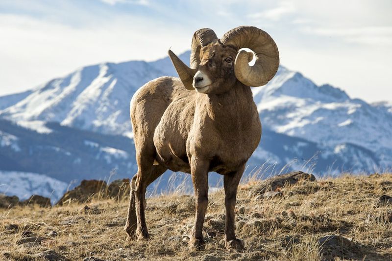 Rocky Mountain Bighorn Sheep