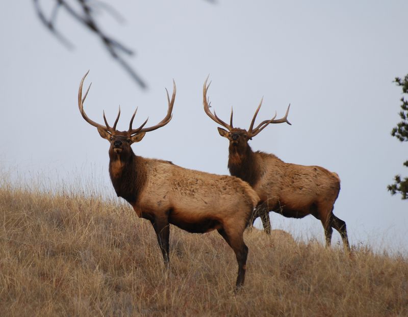 Rocky Mountain Elk