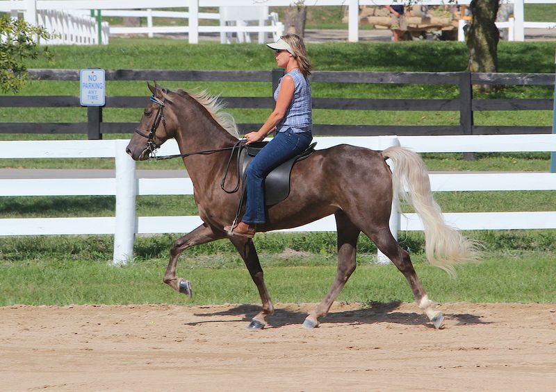 Rocky Mountain Horse