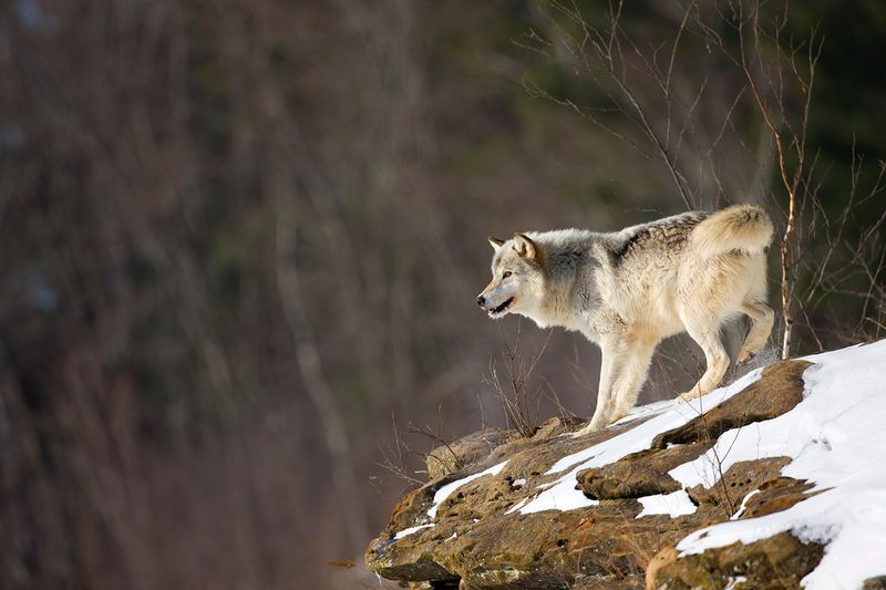 Rocky Mountain Wolf