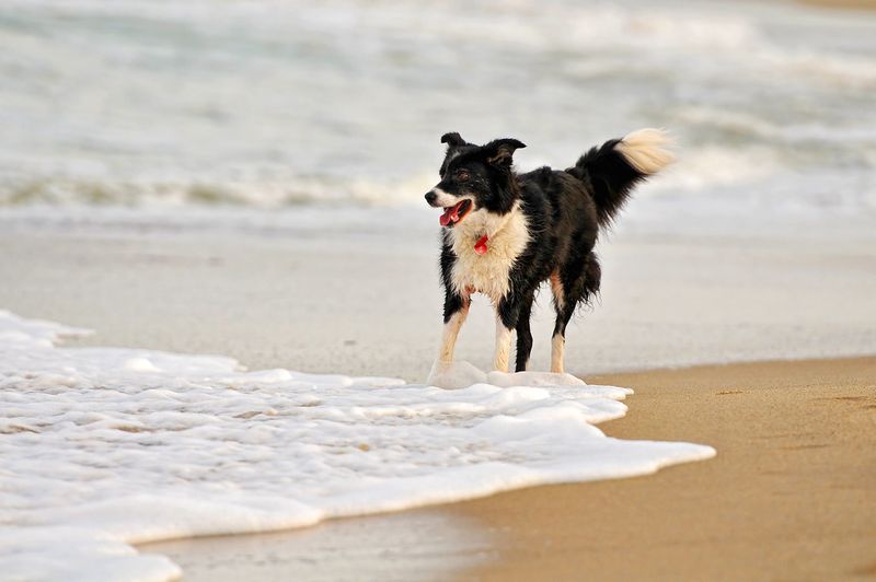 Rocky, the Canine Artist