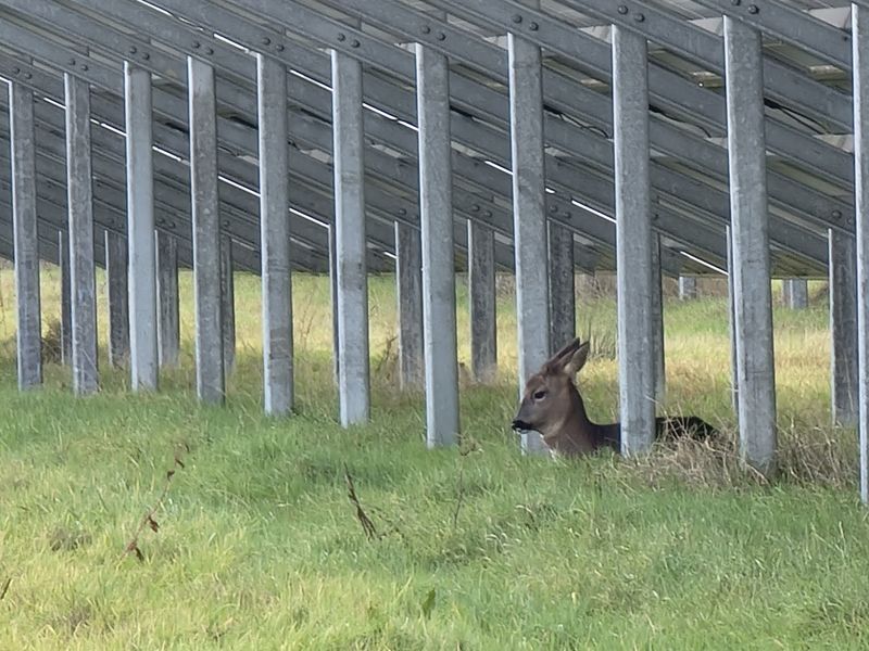 Roe Deer