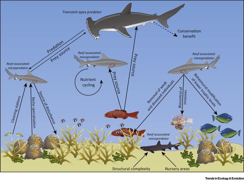 Role in Ecosystem
