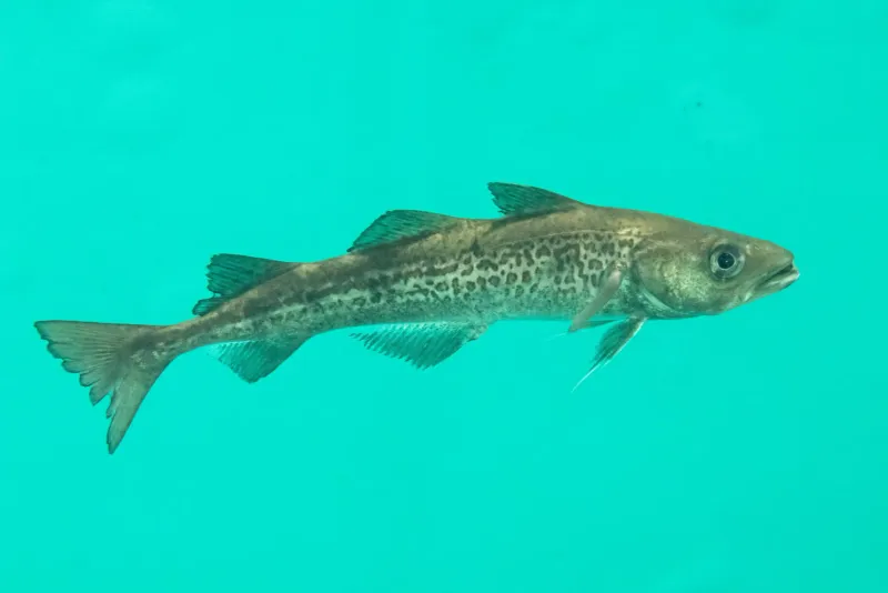 Role in Ecosystem