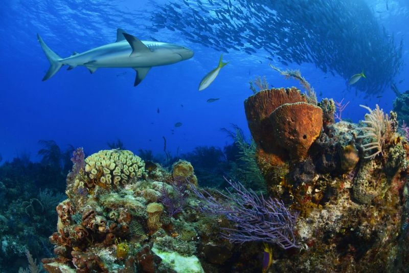 Role in Ecosystems