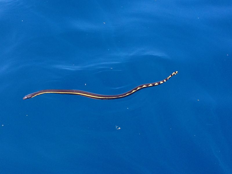 Role in Marine Ecosystem