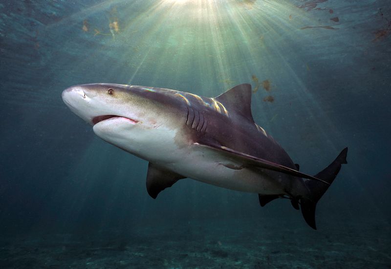 Role in Marine Ecosystems