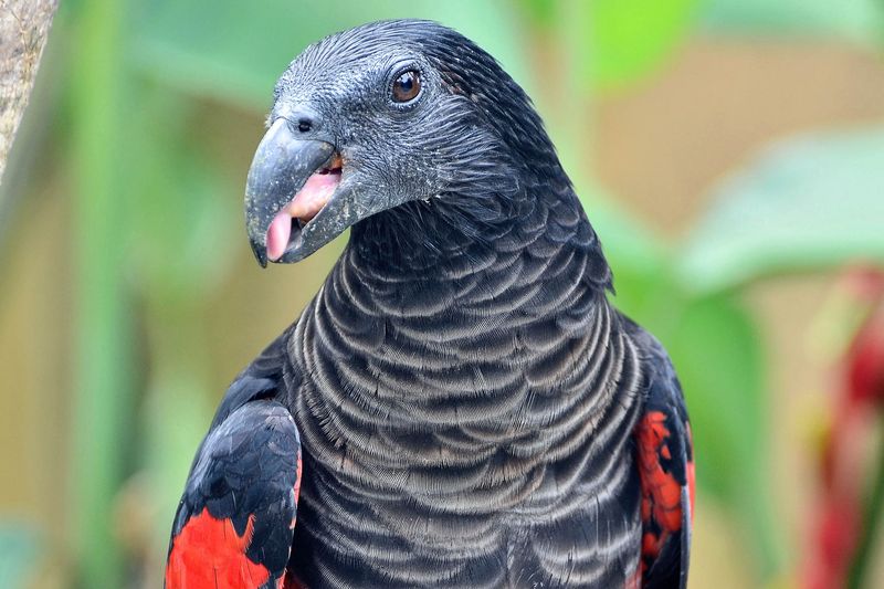 Role in Seed Dispersal
