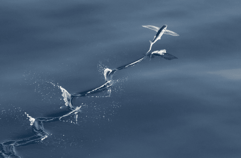 Role in the Ecosystem
