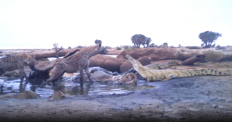 Role in the Food Chain