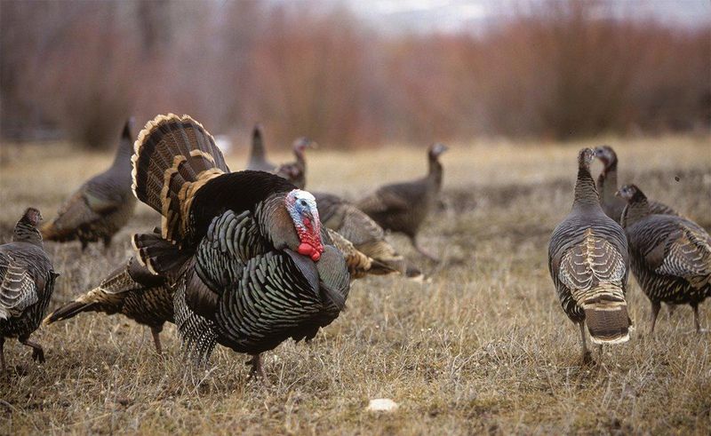 Role of Hen Interaction