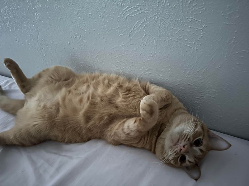 Rolling Over and Exposing Belly