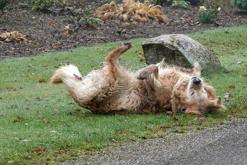 Rolling in Smelly Things