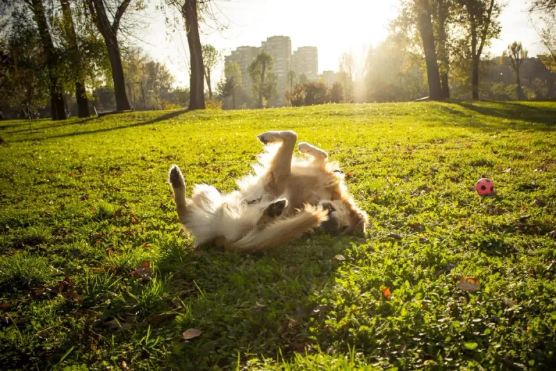 Rolling in the Grass