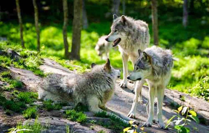 Romania's Carpathian Pack