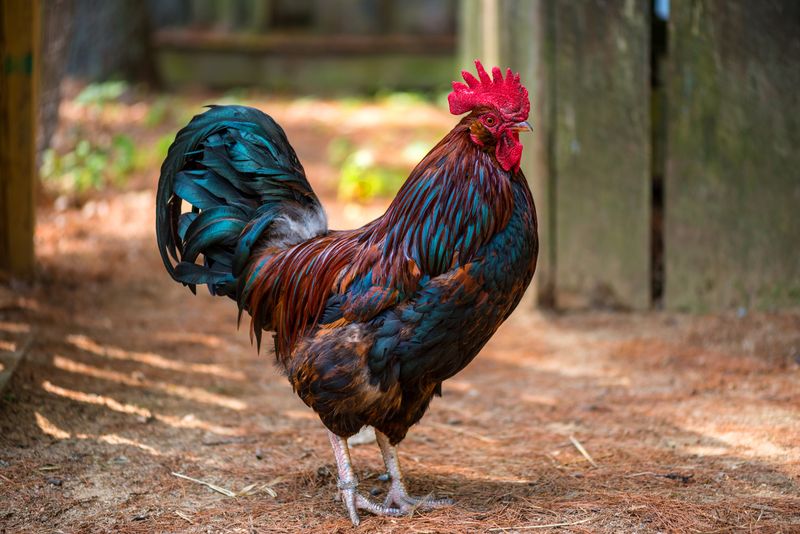 Rooster