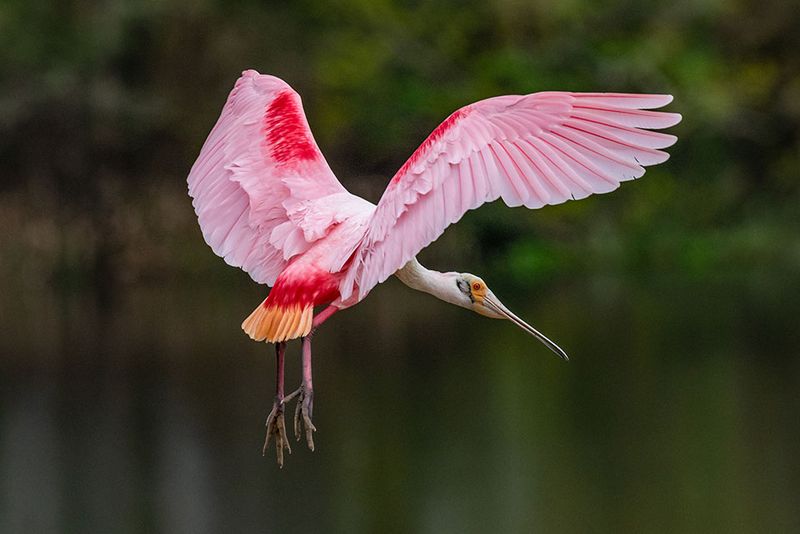 Roseate Spoonbill