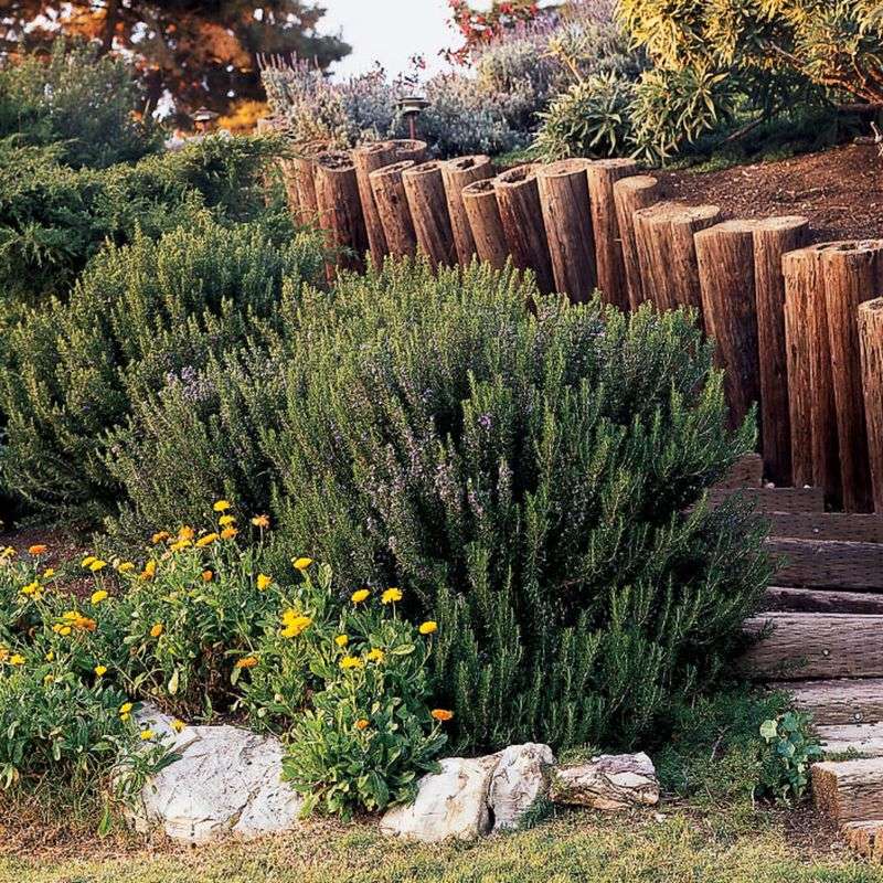 Rosemary Bushes